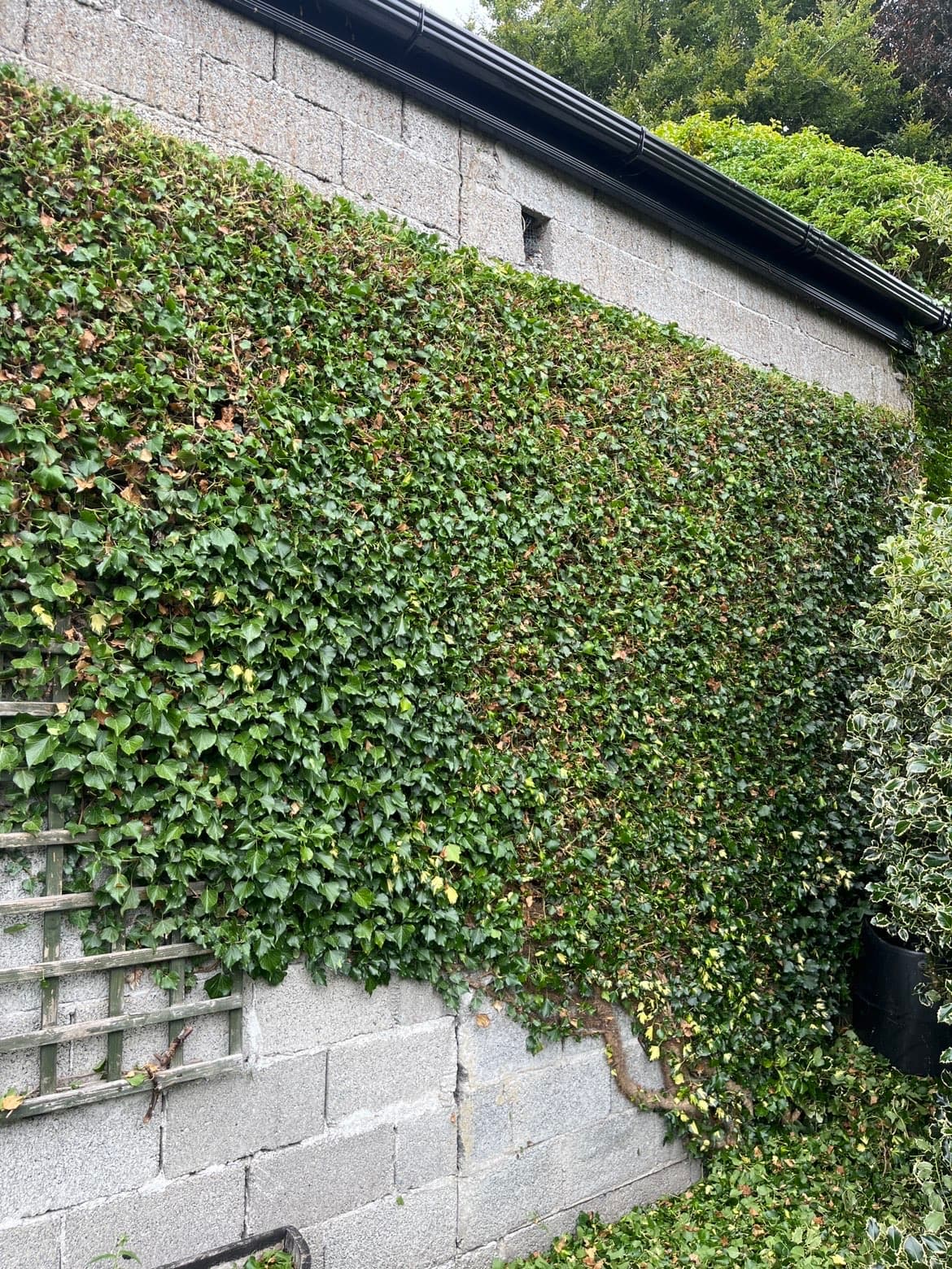 Wall covered in overgrown ivy before clearing