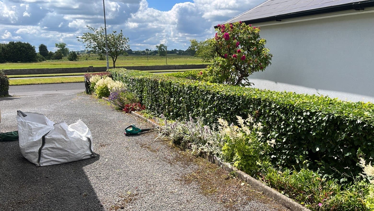 Hedge overgrown before trimming, clippings bagged nearby