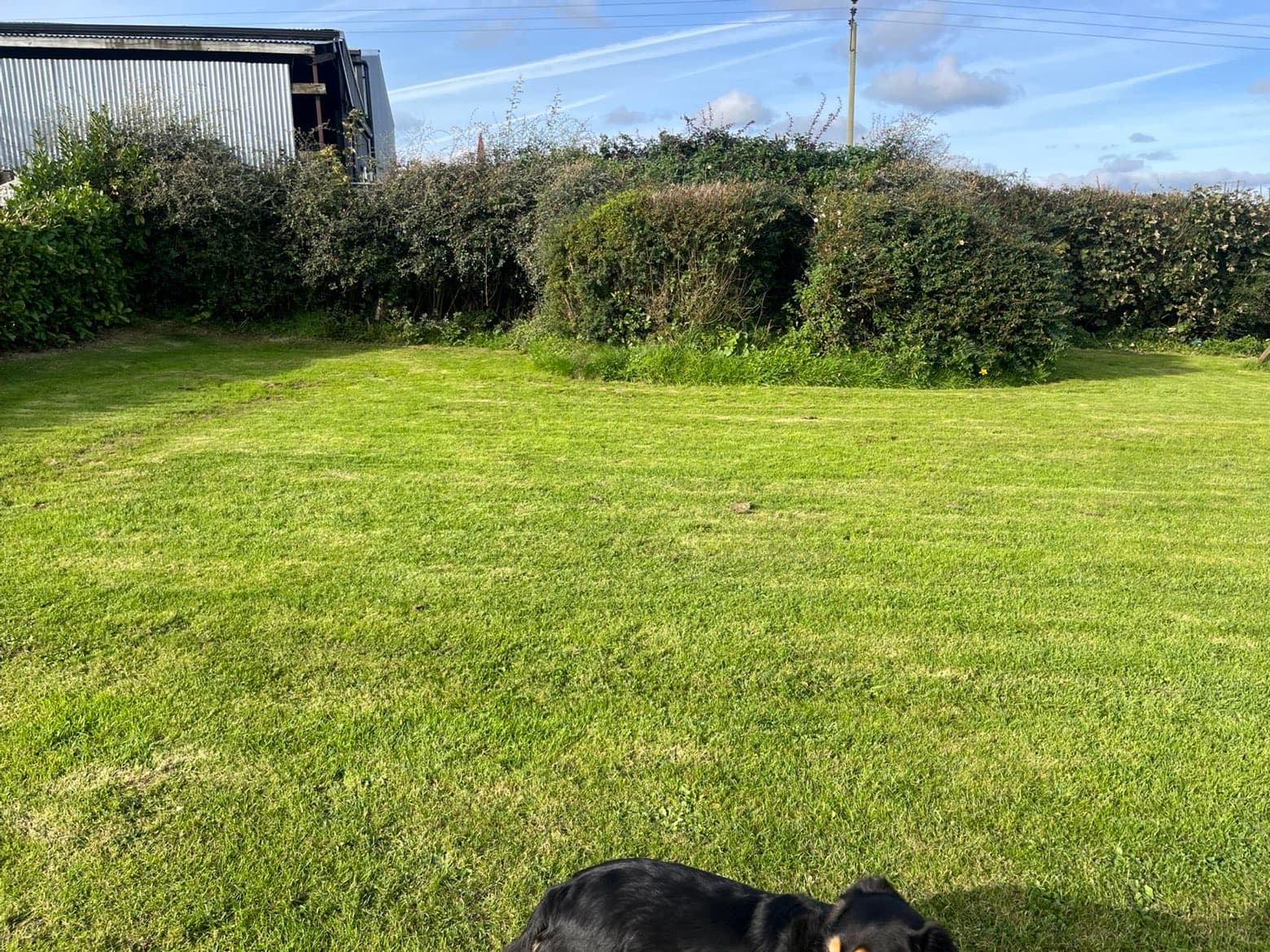 Mown back lawn with a shaped hedge
